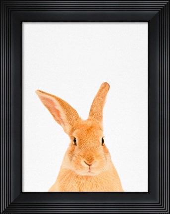 Framed Rabbit Print
