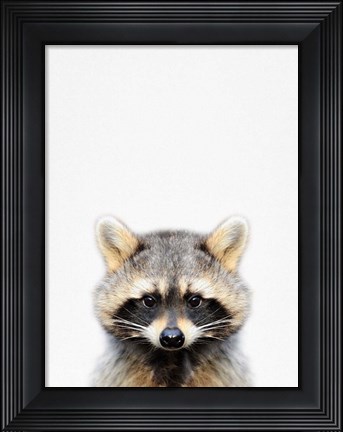 Framed Raccoon Print