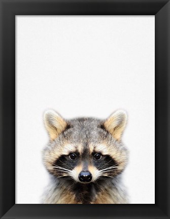 Framed Raccoon Print