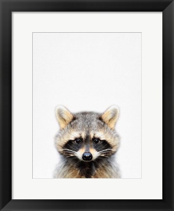Framed Raccoon Print
