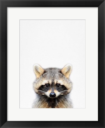 Framed Raccoon Print