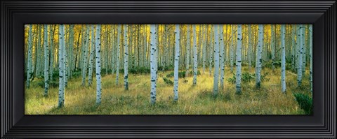 Framed Aspens, Ashley Print