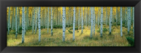 Framed Aspens, Ashley Print