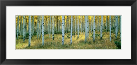 Framed Aspens, Ashley Print