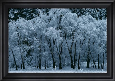 Framed Black Oaks, Yosemite Print