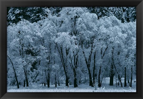 Framed Black Oaks, Yosemite Print