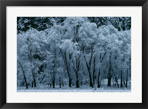 Framed Black Oaks, Yosemite Print