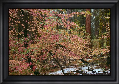 Framed Dogwoods &amp; Sequoia Print
