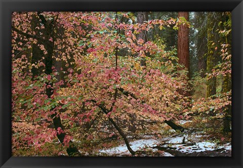 Framed Dogwoods &amp; Sequoia Print