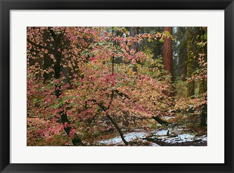 Framed Dogwoods &amp; Sequoia Print