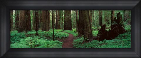 Framed Redwoods Path Print