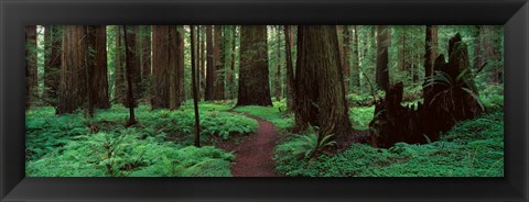 Framed Redwoods Path Print