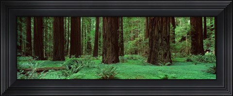 Framed Redwoods, Rolph Grove Print