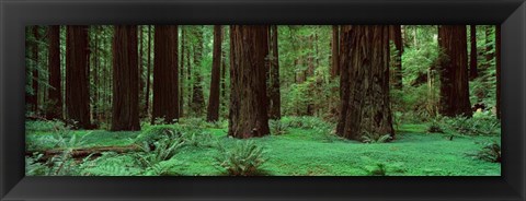 Framed Redwoods, Rolph Grove Print