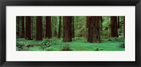 Framed Redwoods, Rolph Grove Print