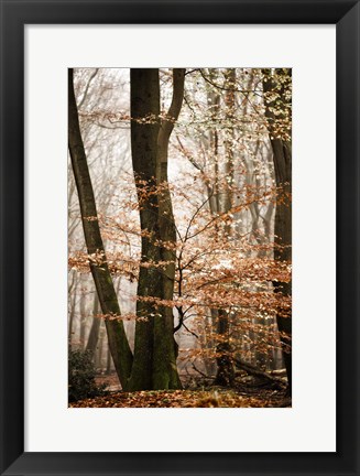 Framed Bronze Tree Print