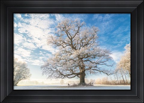 Framed Cold Oak Print