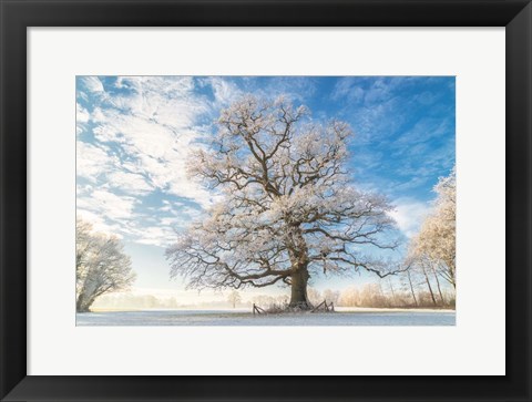 Framed Cold Oak Print