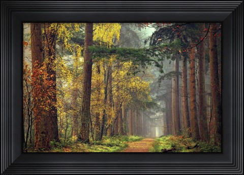 Framed Colors of the Forest Print