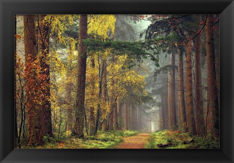 Framed Colors of the Forest Print