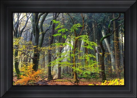 Framed Colors of the Forest IV Print
