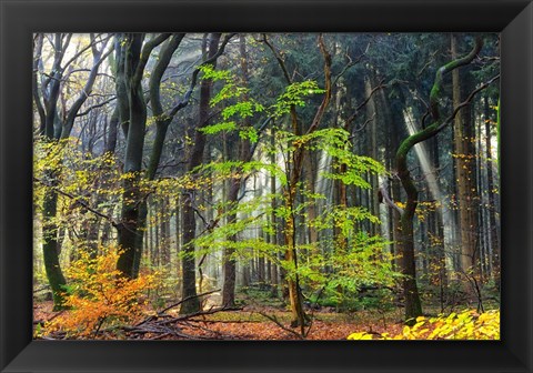 Framed Colors of the Forest IV Print