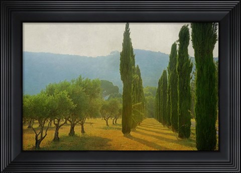 Framed Cypress Shadows Print