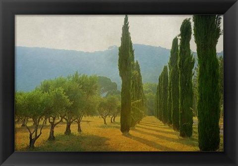Framed Cypress Shadows Print