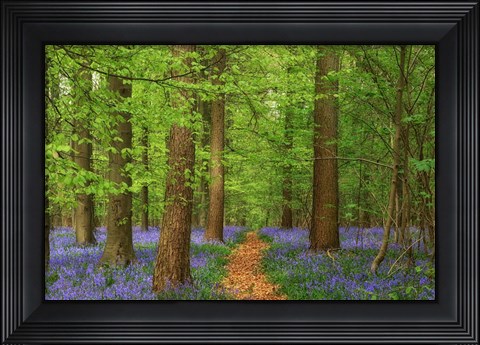 Framed Haller Print
