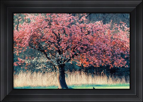 Framed Me and My Tree Print