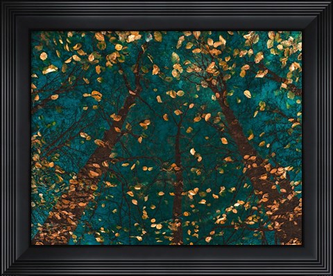 Framed Plato&#39;s Trees Print