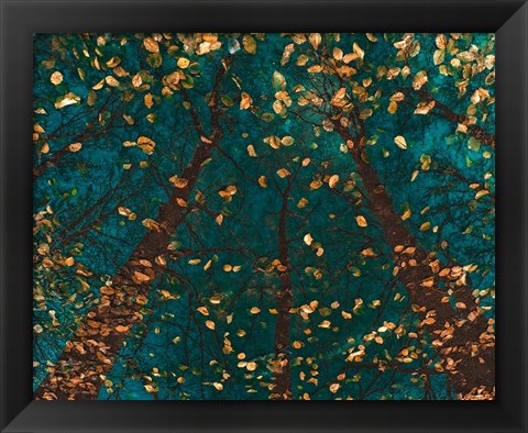 Framed Plato&#39;s Trees Print