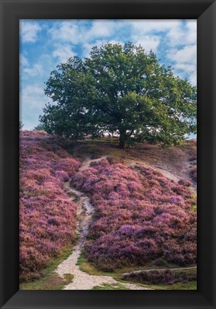 Framed Purple Heath Print