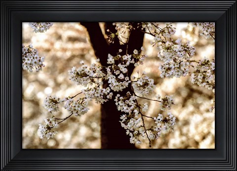 Framed Spring Black Print