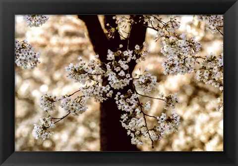 Framed Spring Black Print