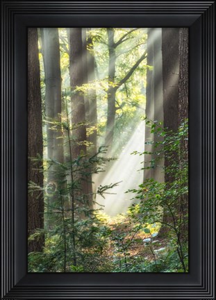 Framed Sunbeam and Spiderweb Print