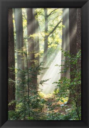 Framed Sunbeam and Spiderweb Print