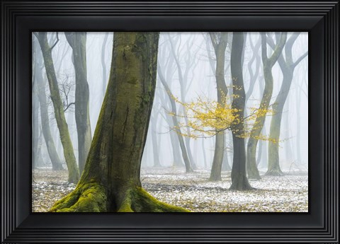 Framed Winter Colors Print
