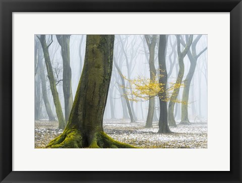 Framed Winter Colors Print