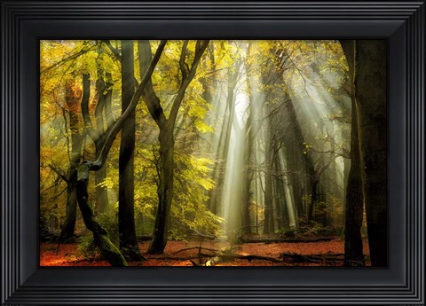 Framed Yellow Leaves Rays Print
