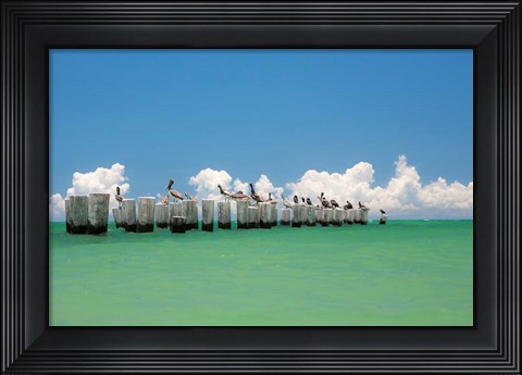 Framed Gull Conference Print
