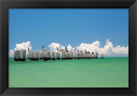 Framed Gull Conference Print