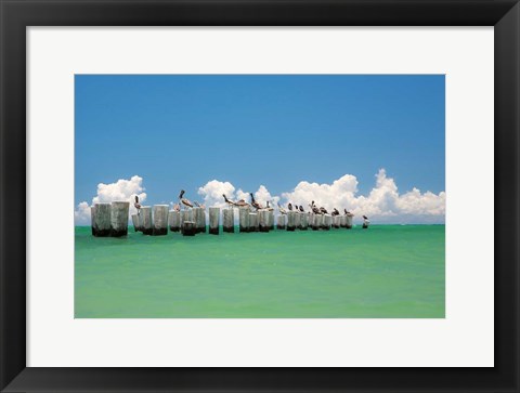 Framed Gull Conference Print