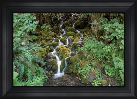 Framed Fern Waterfall Print