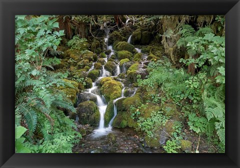 Framed Fern Waterfall Print