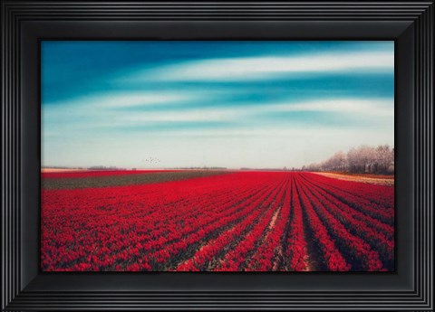 Framed Tulips Print