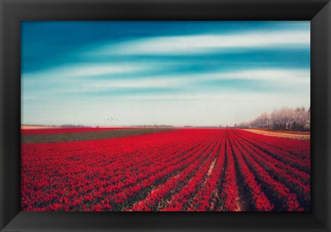 Framed Tulips Print