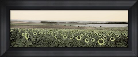 Framed Andalusian Sun Flowers Print