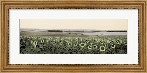 Framed Andalusian Sun Flowers Print