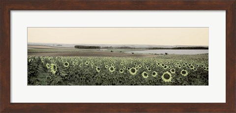 Framed Andalusian Sun Flowers Print